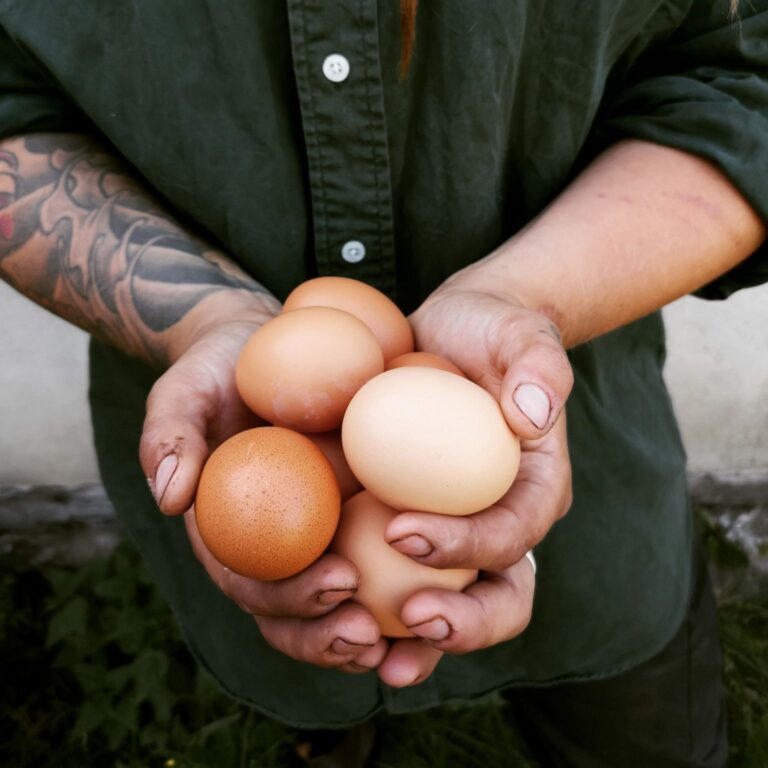 färska ägg från Angelikas gård