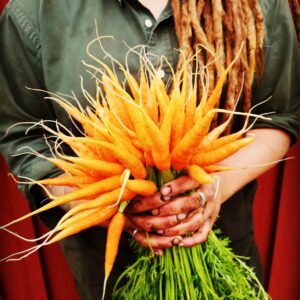 Färska morötter med blast