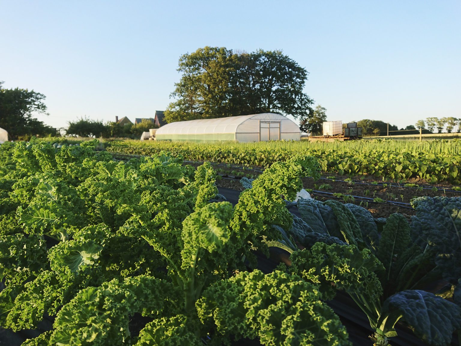 Fältenborg gård grönkål och växthus