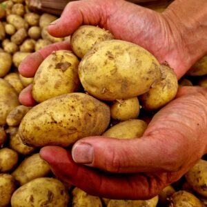 Potatis "Princess" 2kg