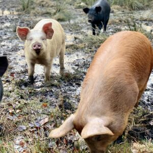 Bogstek - frigående gris