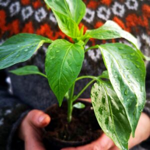 Chiliplantor - Flera olika sorter.