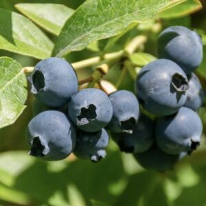 Blåbär