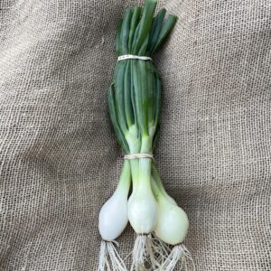 Gul Knipplök ”KRAV”