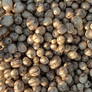 Färskpotatis ”KRAV” 2kg