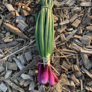 Röd Knipplök ”KRAV”