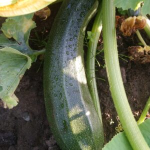 Grön Zucchini