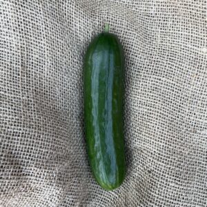 Gurka ”kort”  (KRAV)