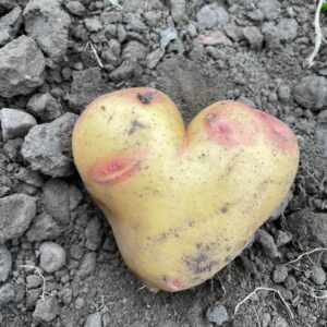 Mjölig potatis (KRAV)