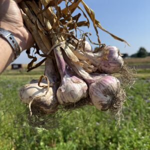 Stor vitlöksbunt (KRAV)