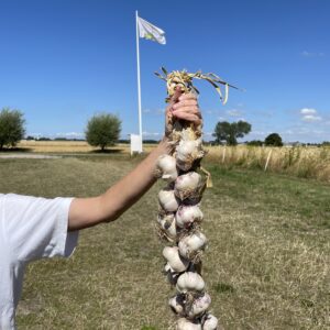 Vitlöksfläta (KRAV)